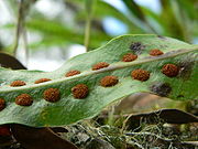 Fern sori, clusters of meiosporangia on the underside of the leaf.